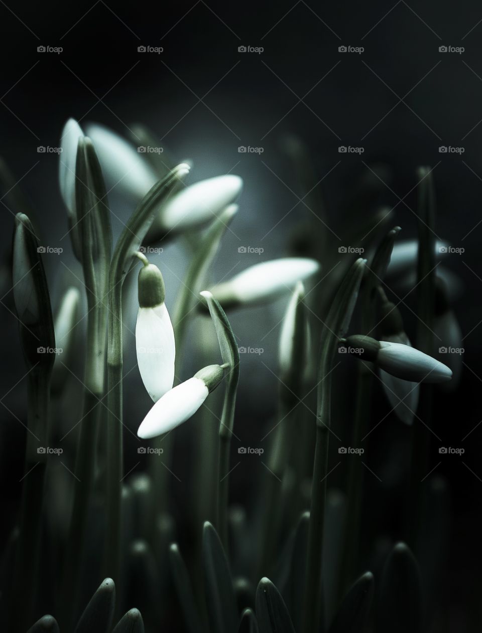 Snowdrops (Galanthus). Snowdrops, the first flower that pops up in spring