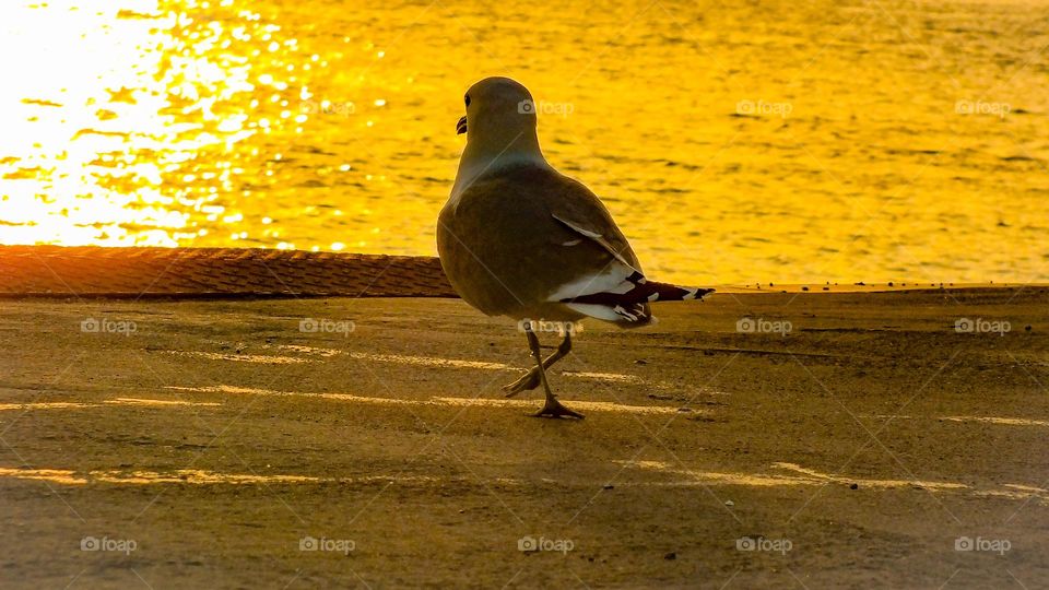 Seagull at sunset