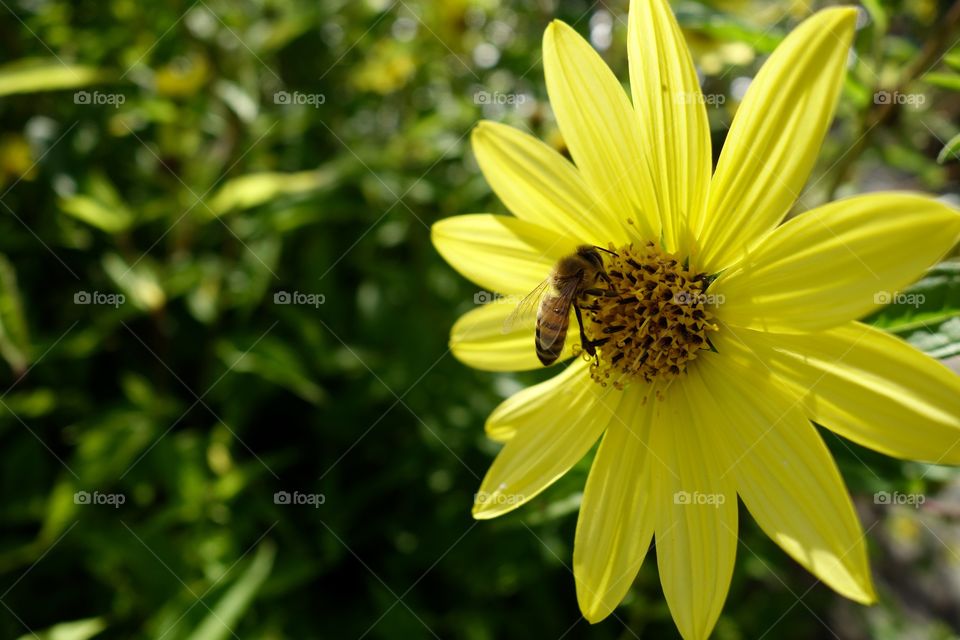 Bee on flower