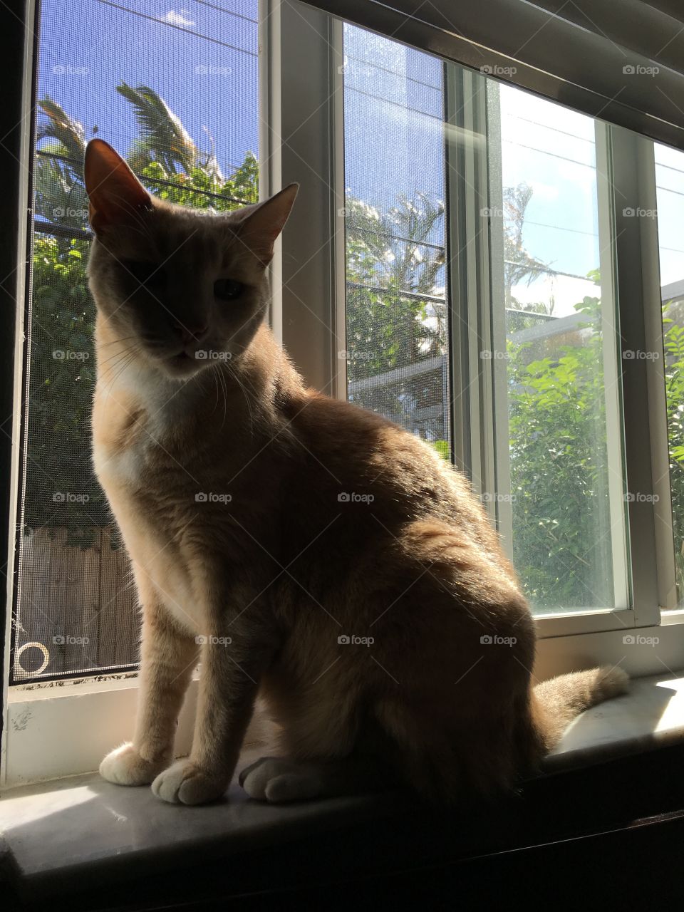 Window, Cat, Portrait, Pet, Indoors