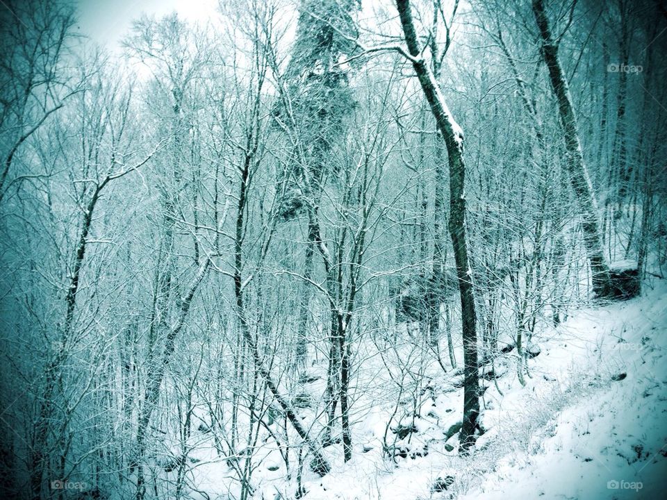 snow winter trees forest by yeowen