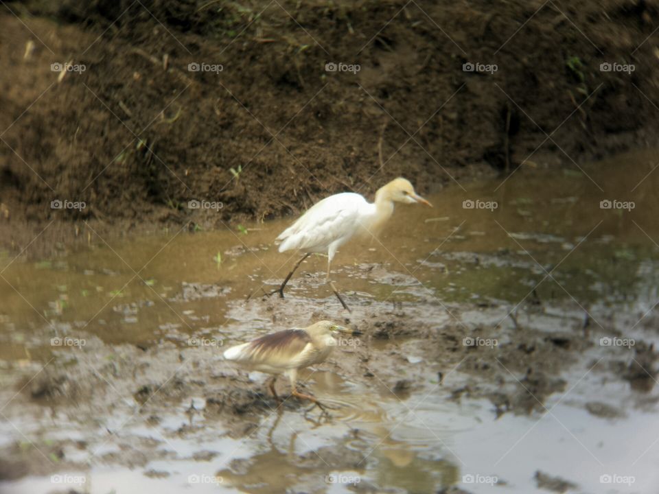 Egrets in field