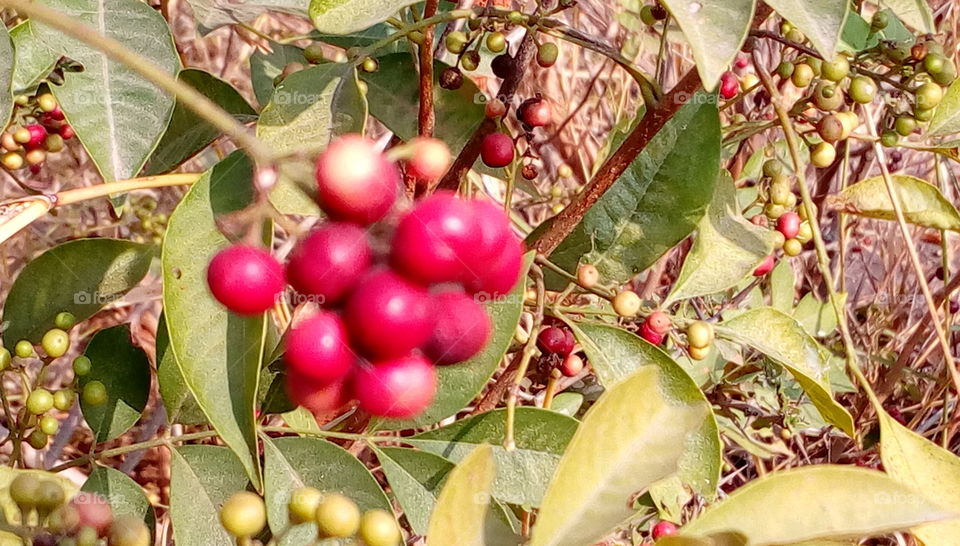 red berries