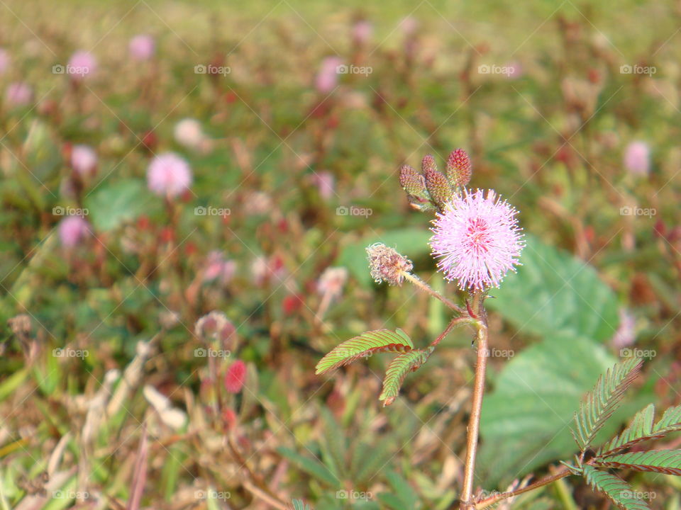 Mimosa pudica
