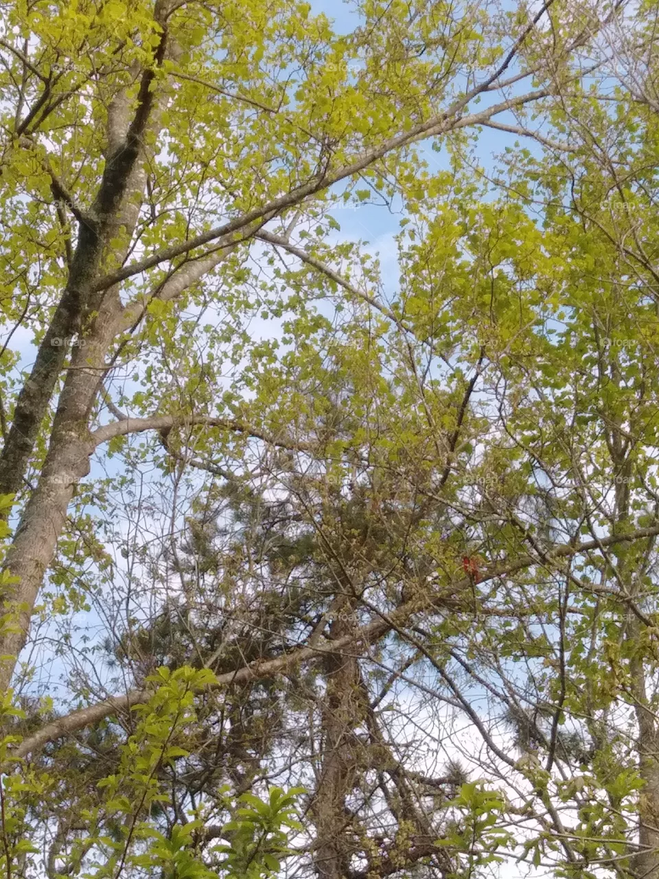trees