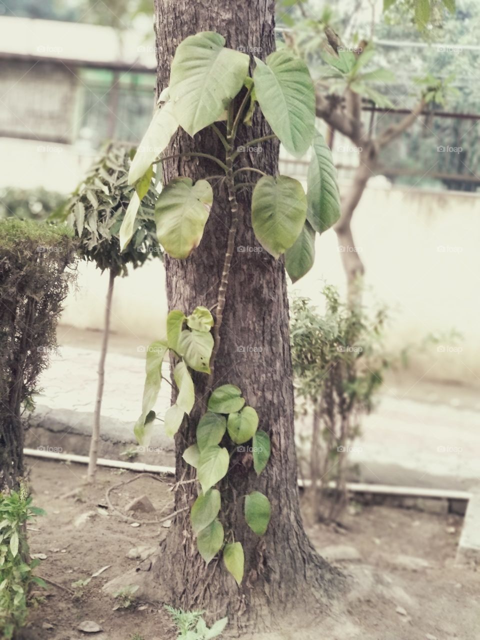 natural climbers