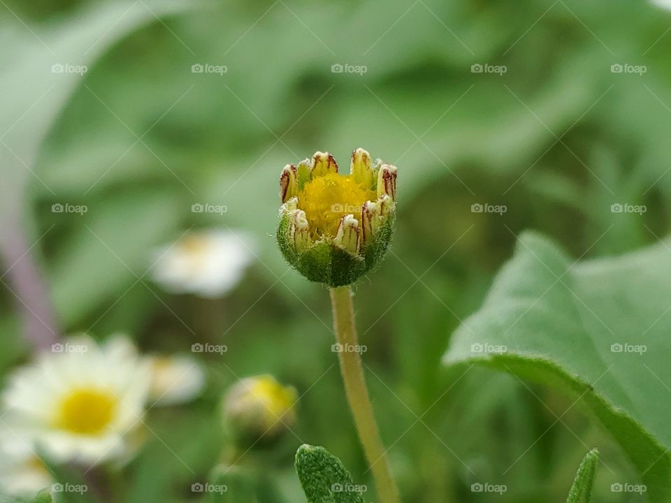 Yellow in an emerging spring daisy bloom .