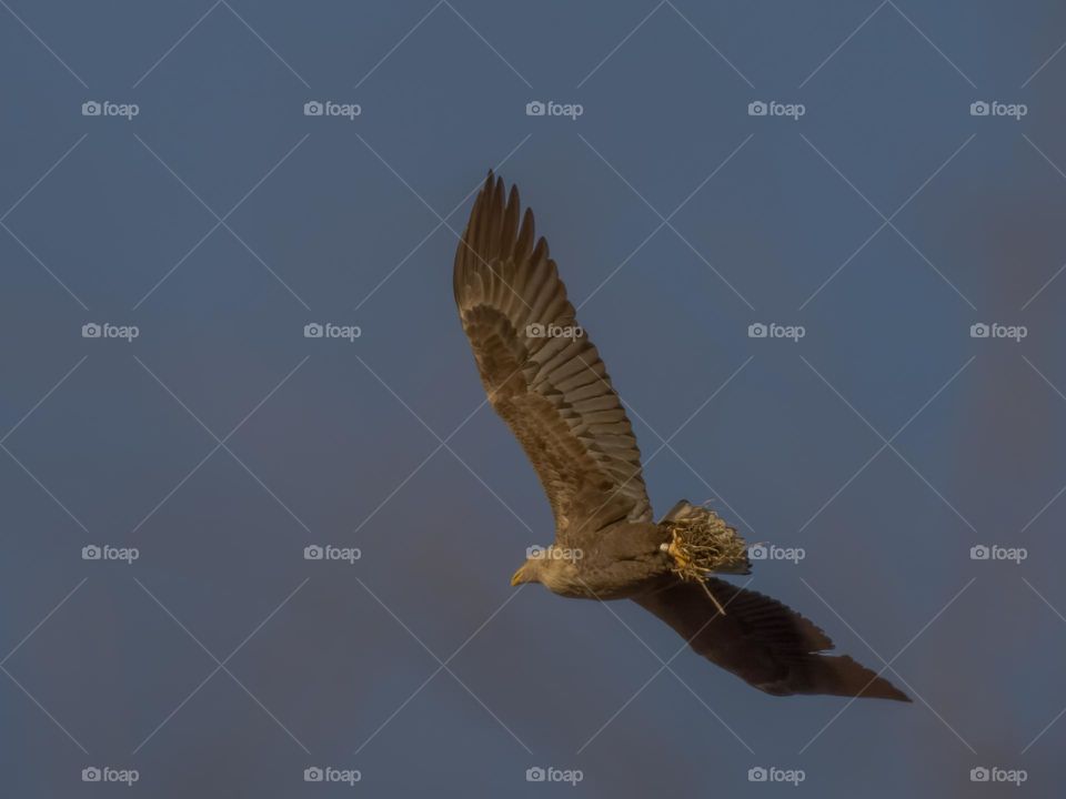 White-tailed Eagle