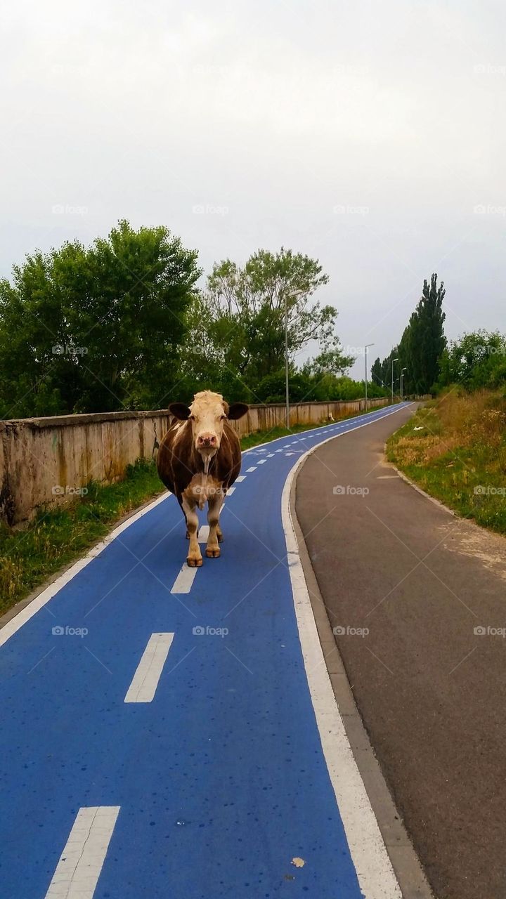 cow went out to sport