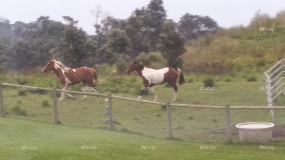 Running with Horses