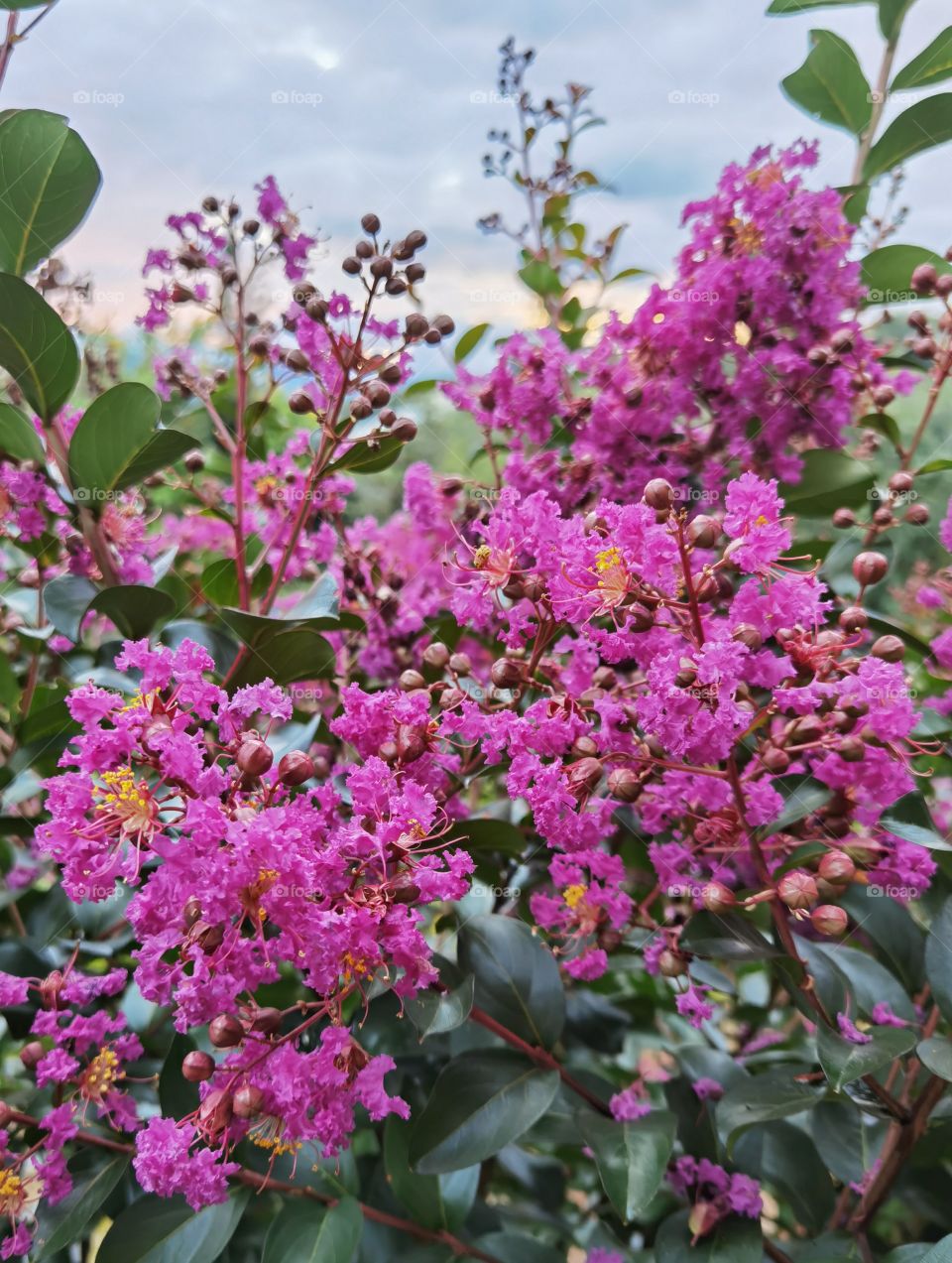 Close up photo of a blooming plant, pink and green pallette