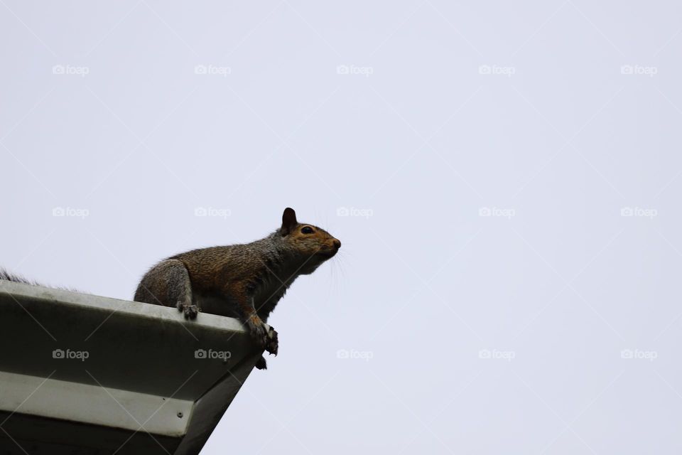 Squirrel on a rooftop 