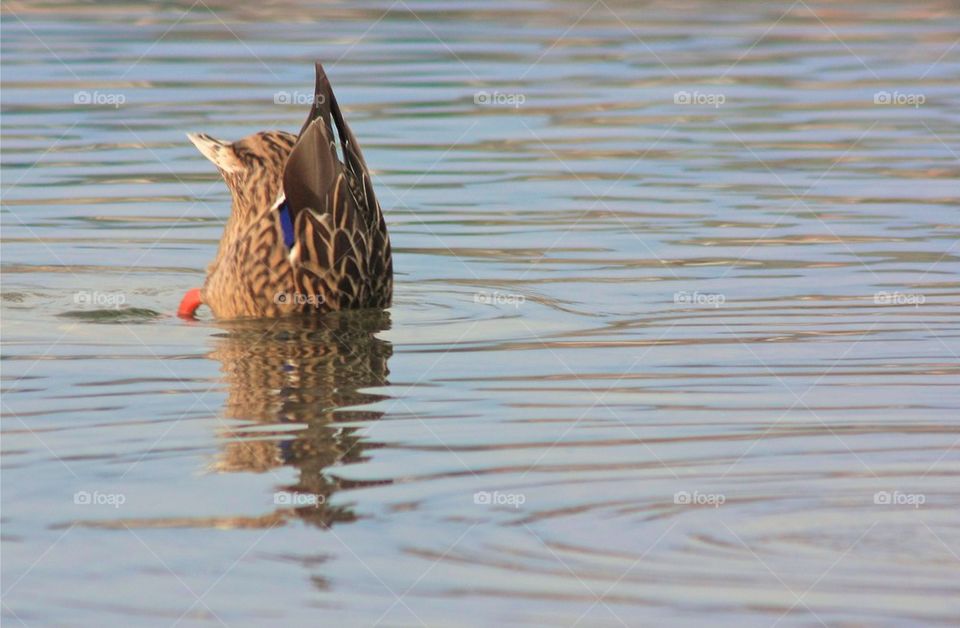 Duck hiding his head