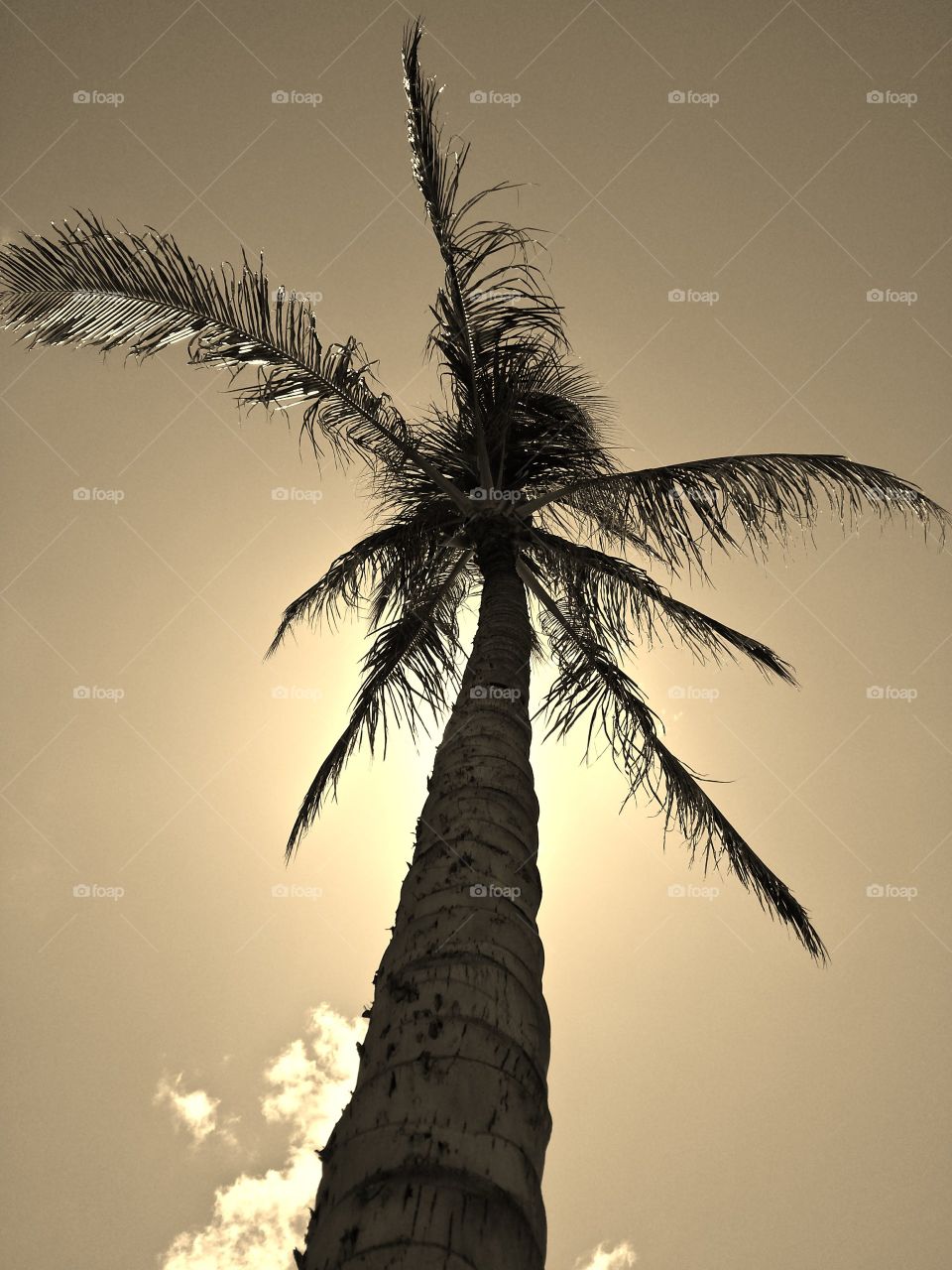 Palm tree. Palm tree