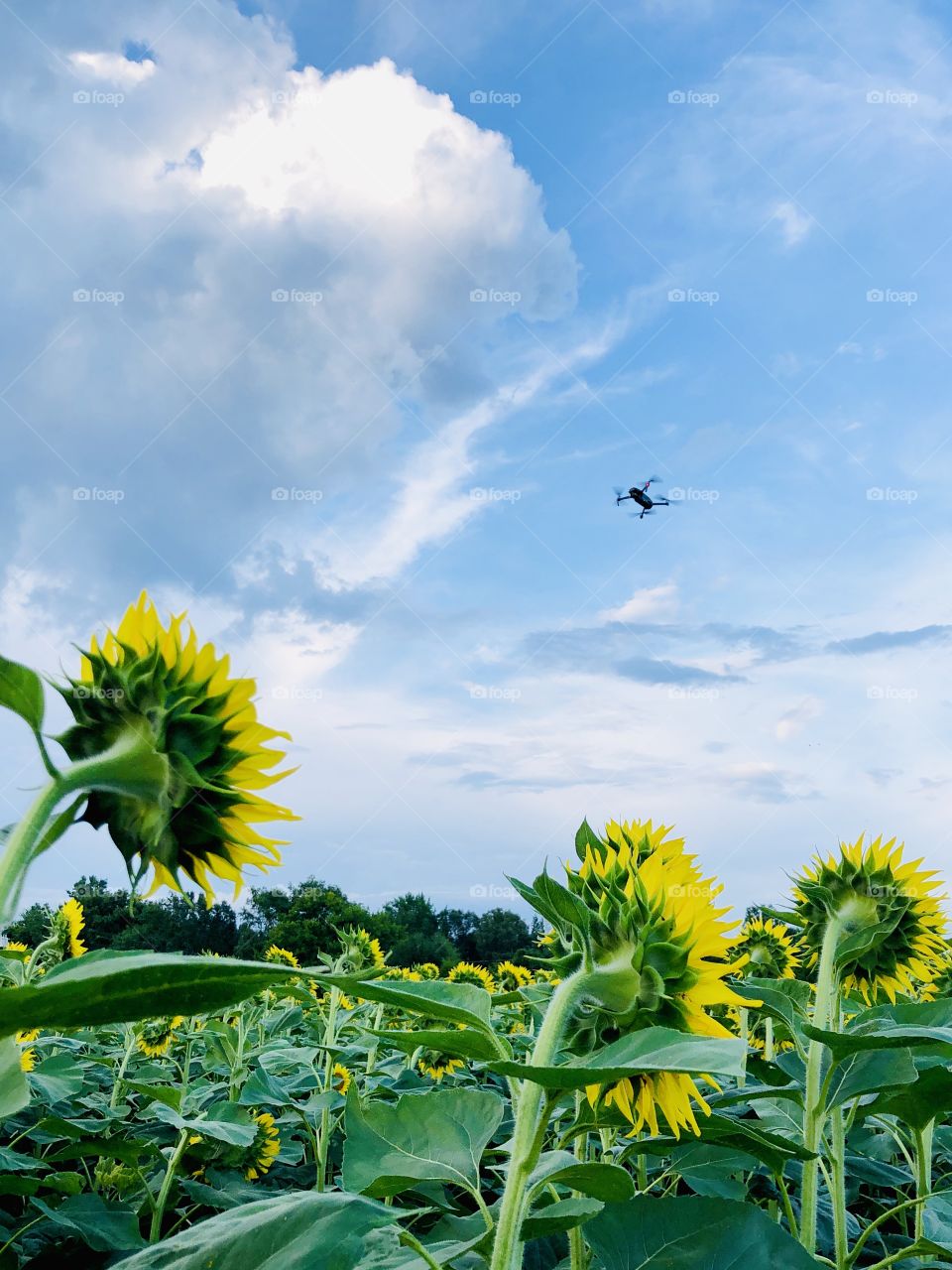 Photography drone flying over sunflower field in bloom 