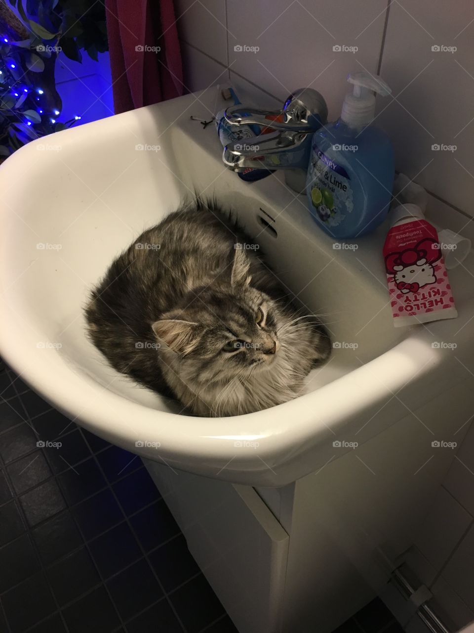 Maincoon cooling of