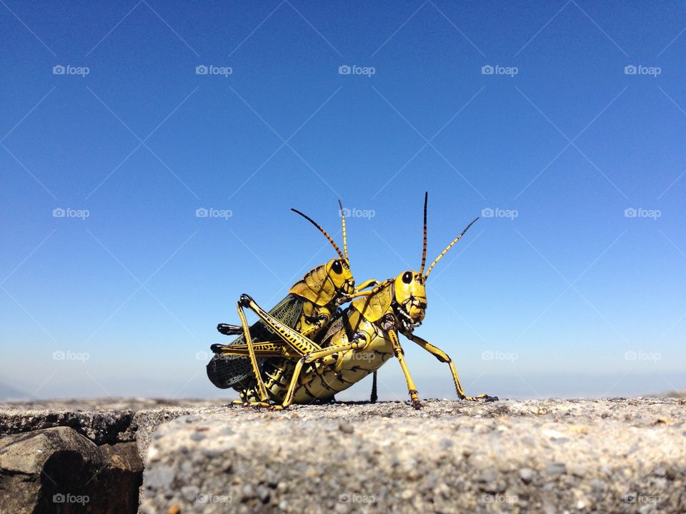 Grasshoppers mating