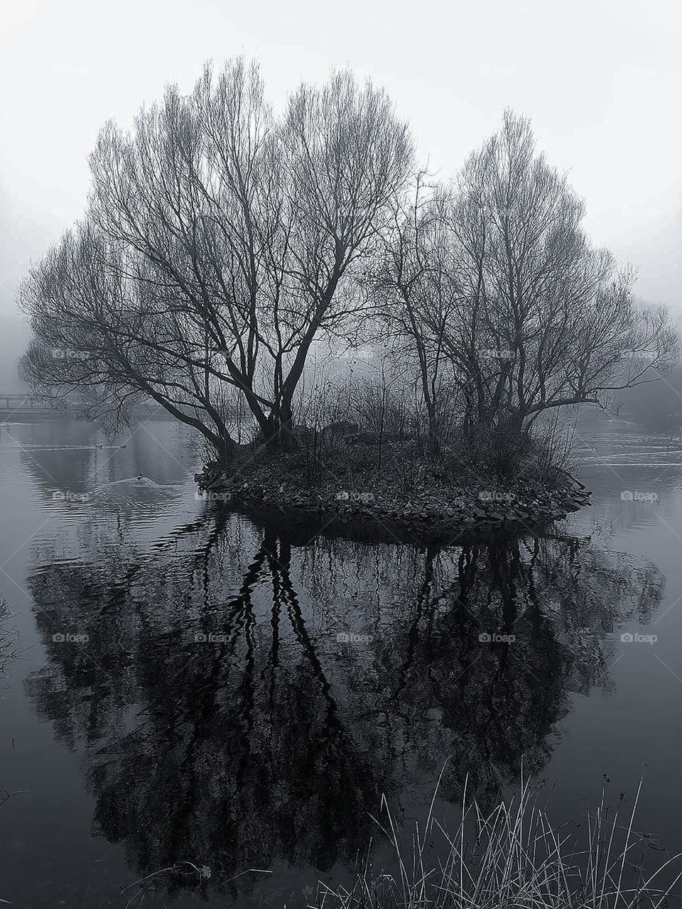 Spring landscape. Black and white photo. Trees grow on an island in the middle of the river. Bare tree branches are reflected in the water