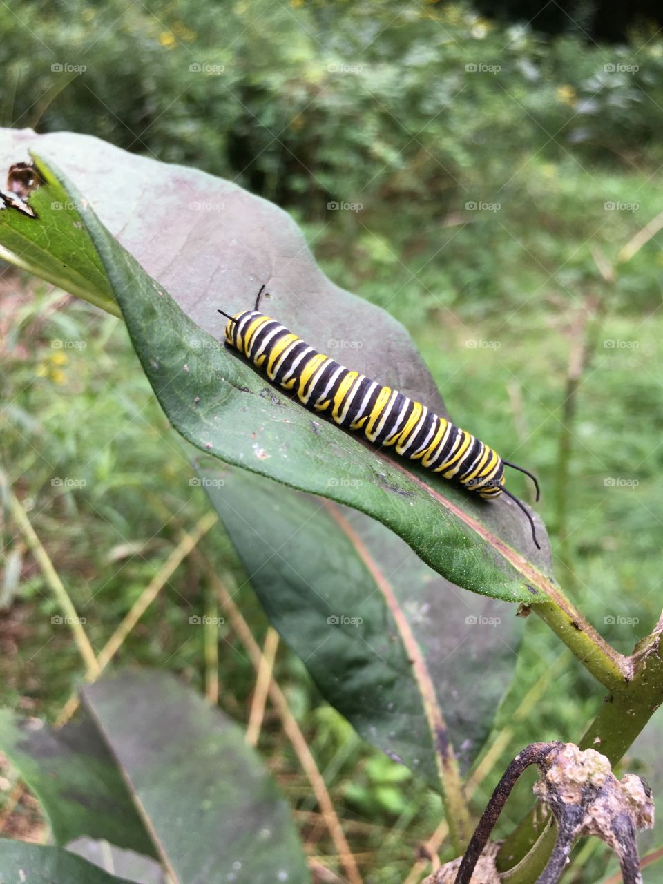 Colorful caterpillar on a leaf 