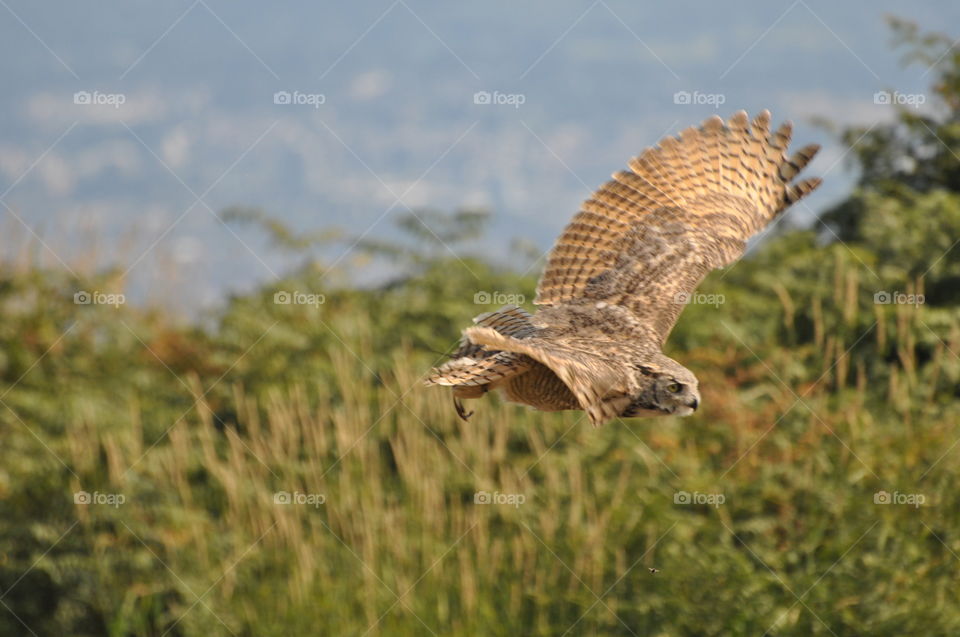 Beautiful owl