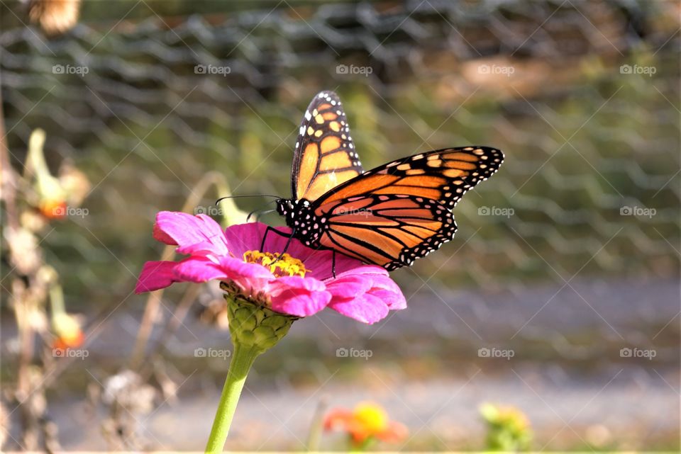 Butterfly On Flower