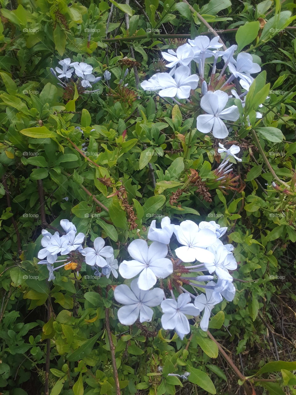 blue flowers