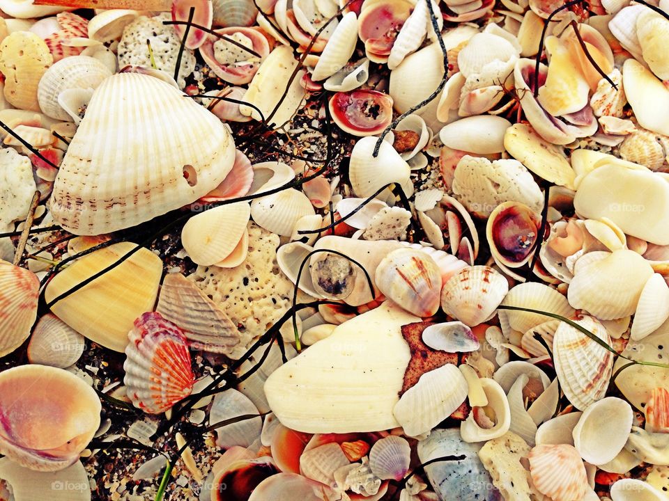 Sea treasures . Sea shells on the beach
