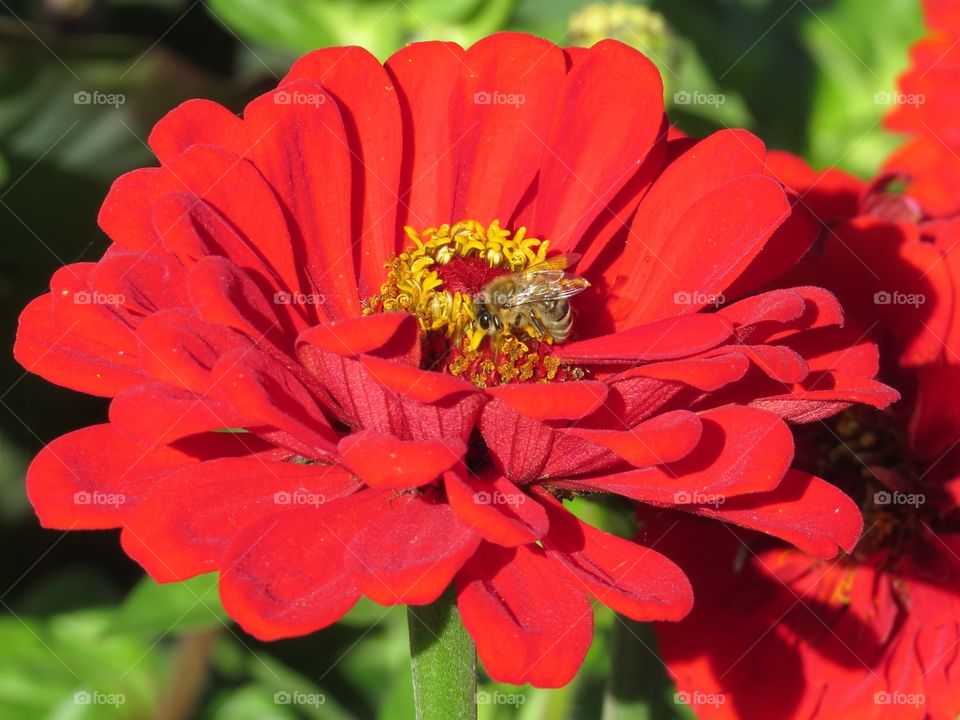 Bee flying around beautiful red flower