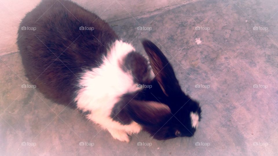 Rabbit Uttar Pradesh India Varanasi Chandauli