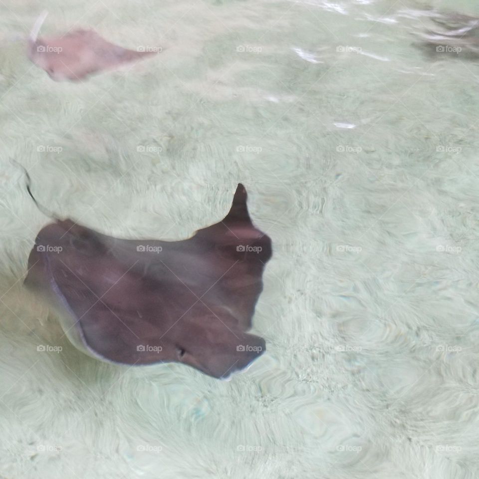 stingray