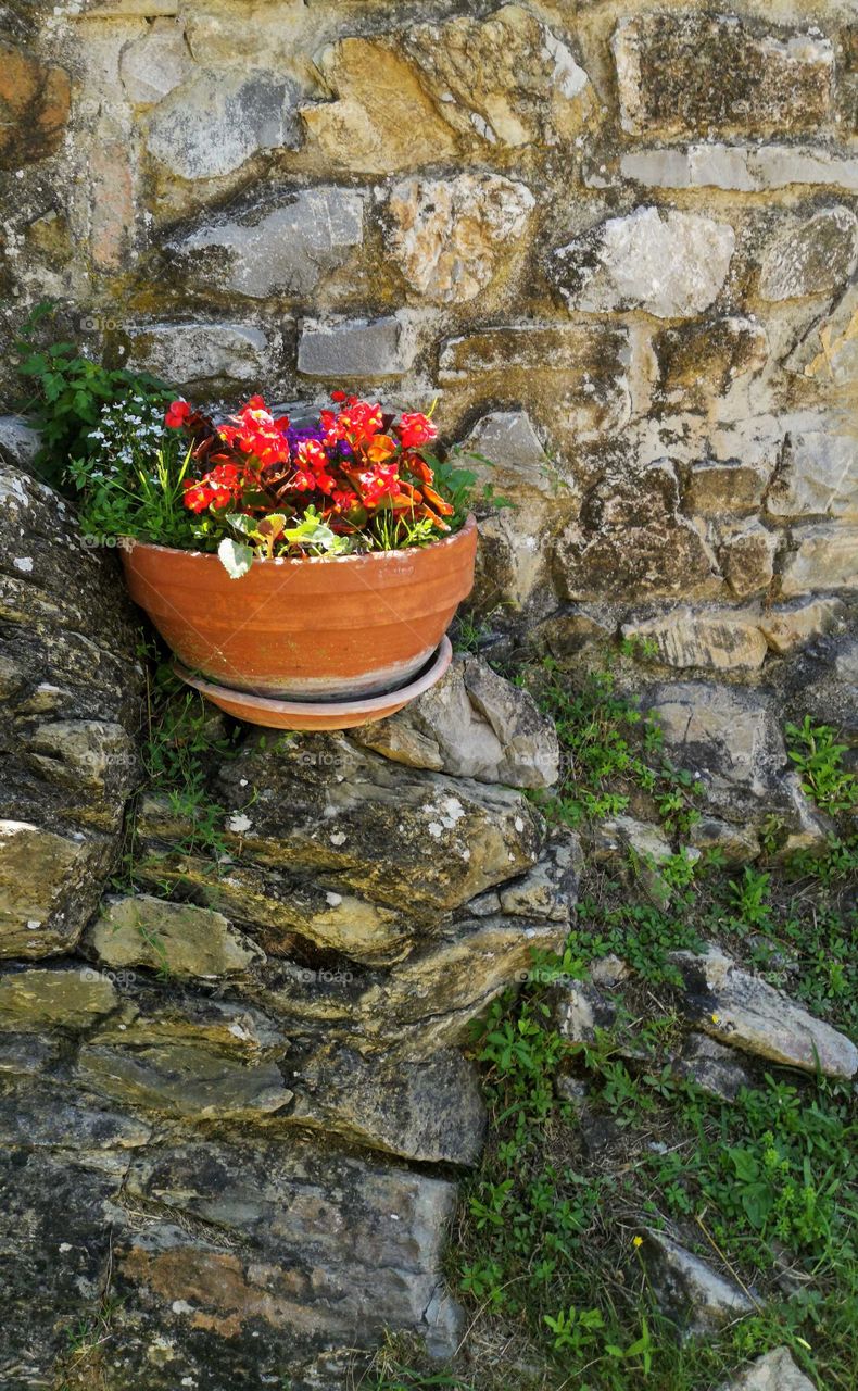 red flowers in a clay pot on a stone wall