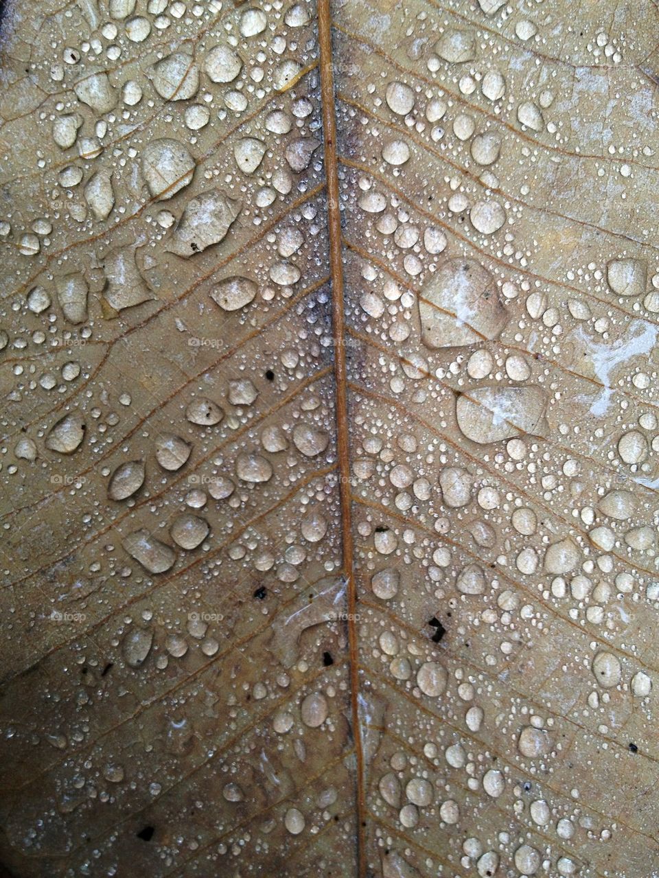 Leaf After The Rain