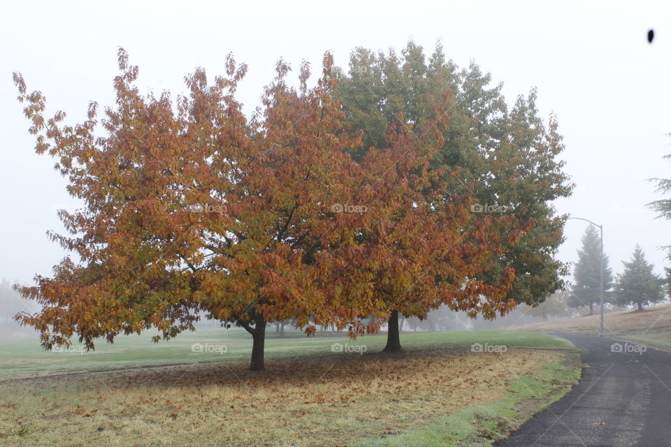 fall trees