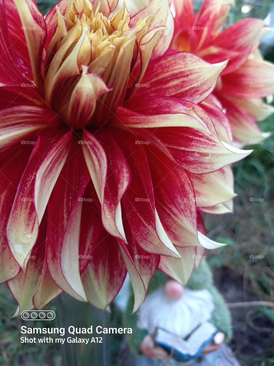 just a gnome photo bombing the dahlias