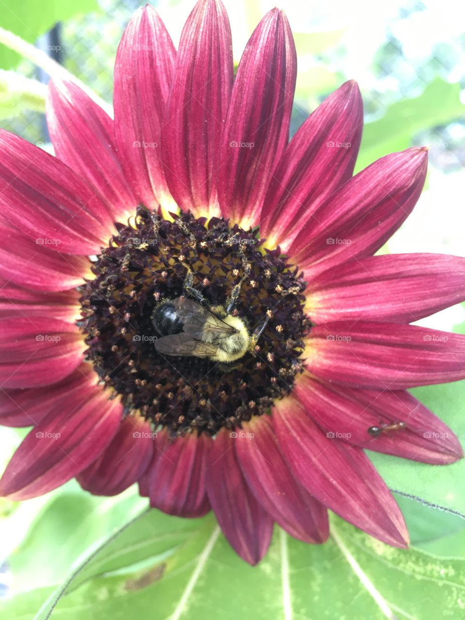 Ant on flower with bee