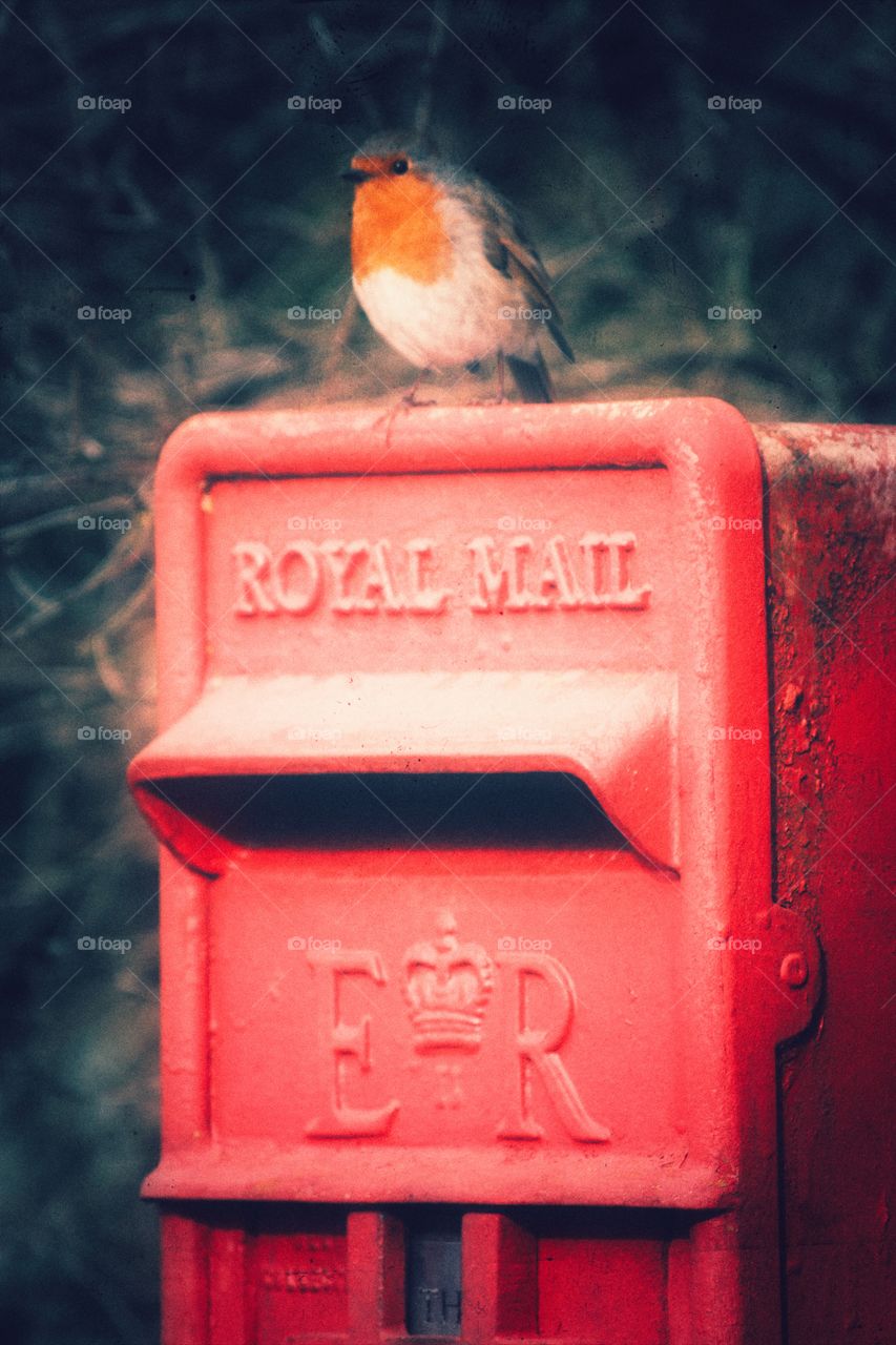 Royal Mail Robin. A Robin red breast sitting on a rusty Royal Mail Post Box.