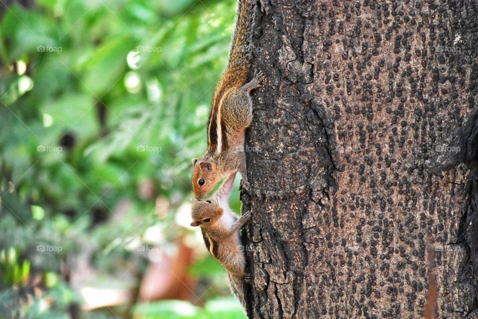 Serious Communication time squirrel photography from Gandhinagar Vikhroli Mumbai India