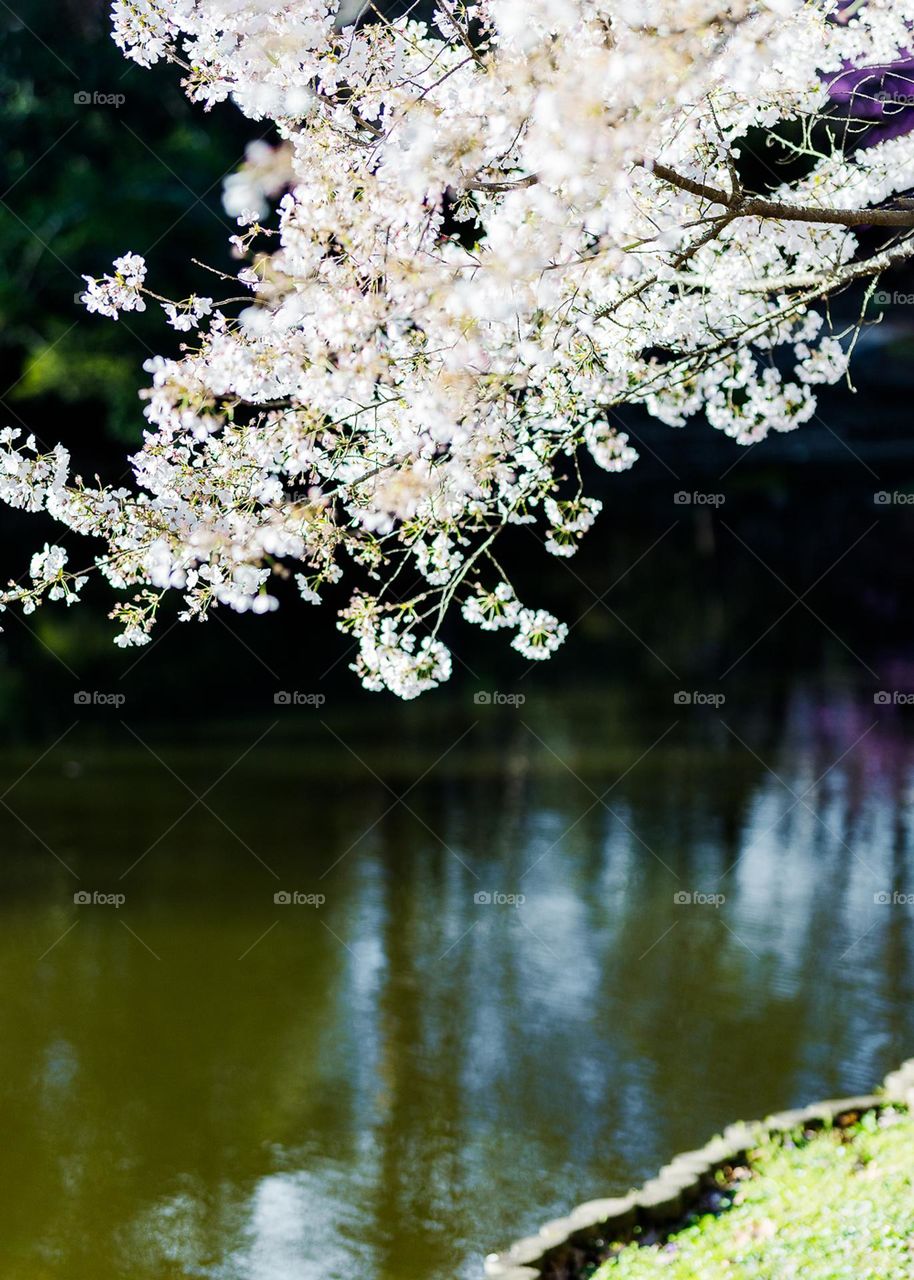 Colors of spring near a river