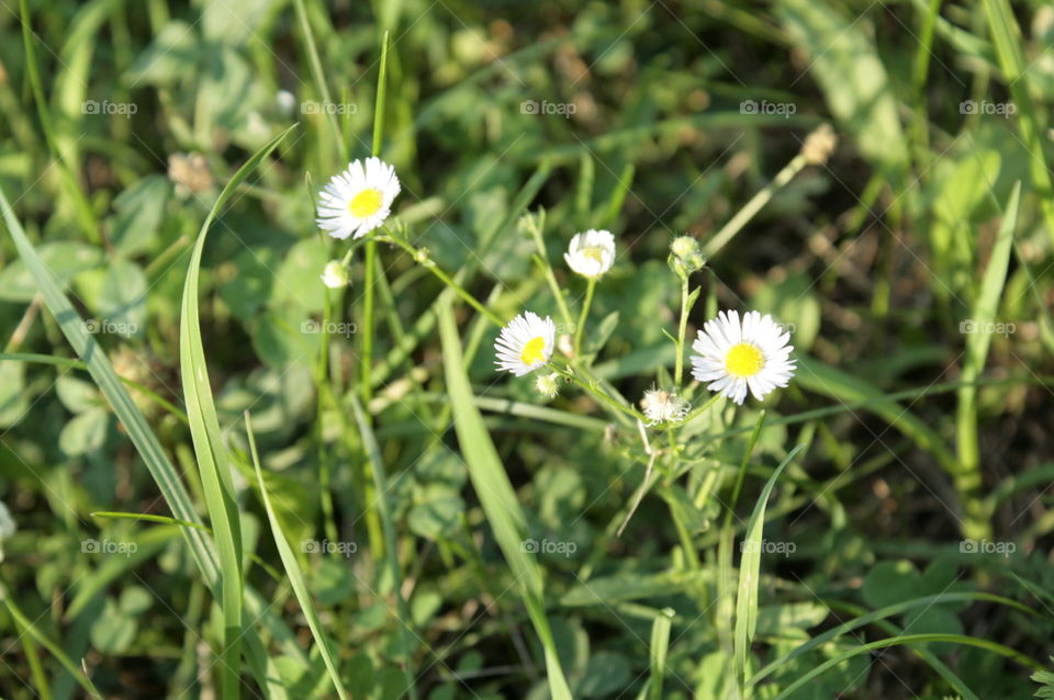 flowers