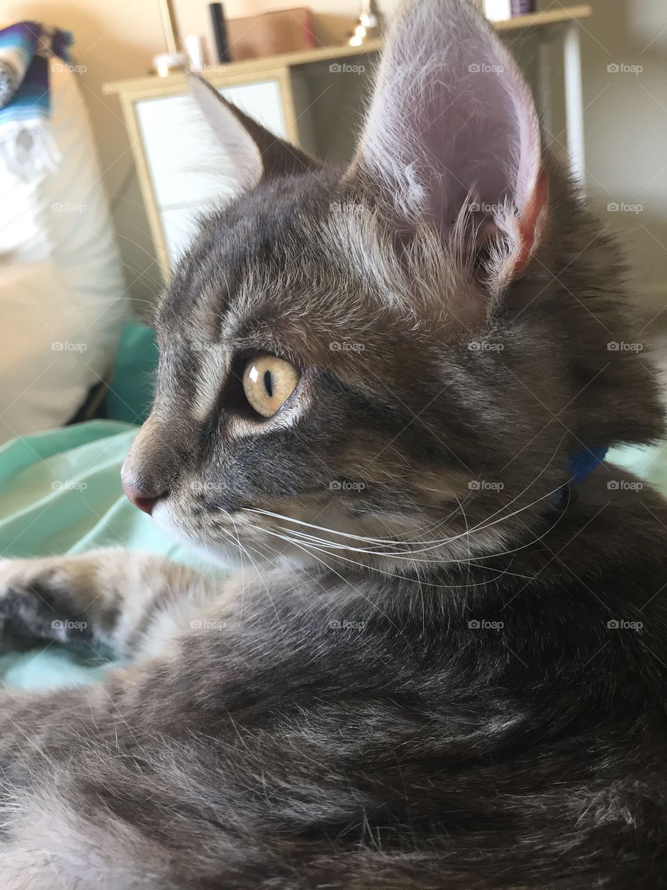 Cute gray tabby cat - profile view