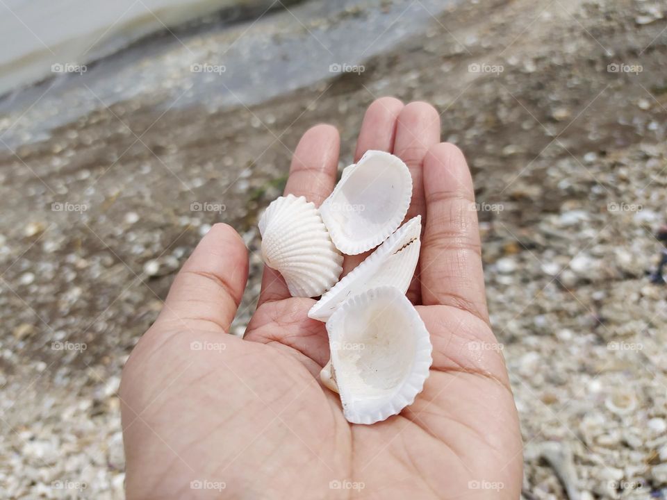 Holding seashells on the beach