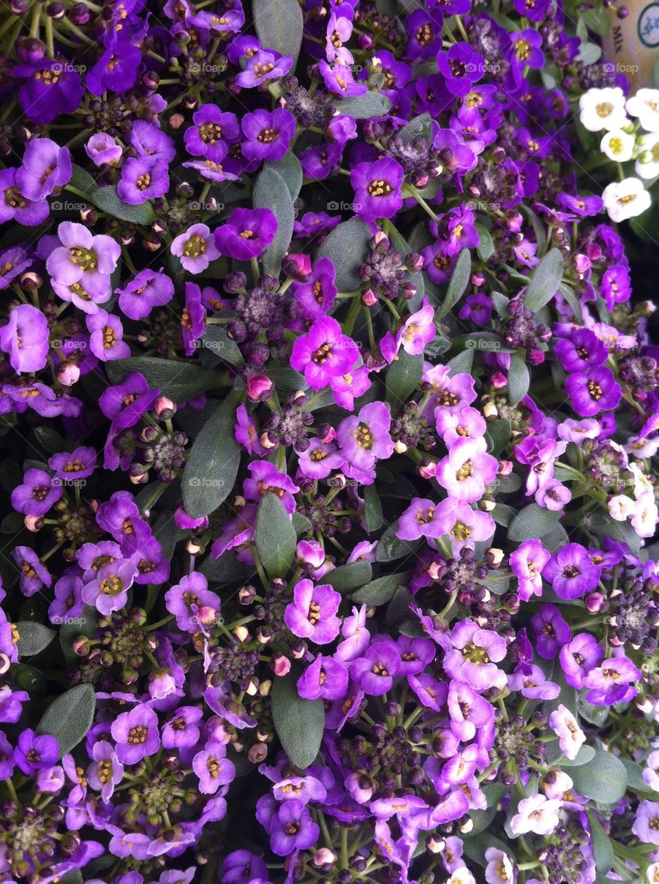 Alyssum