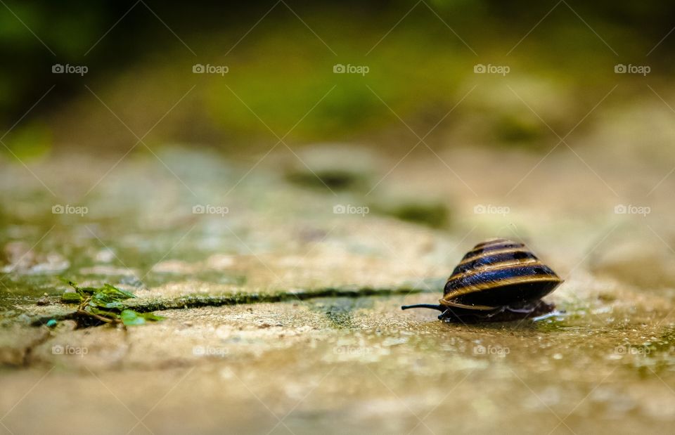 Caracol después de la lluvia 