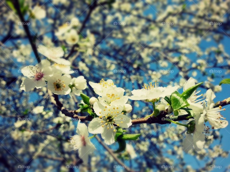  Spring Blossom I