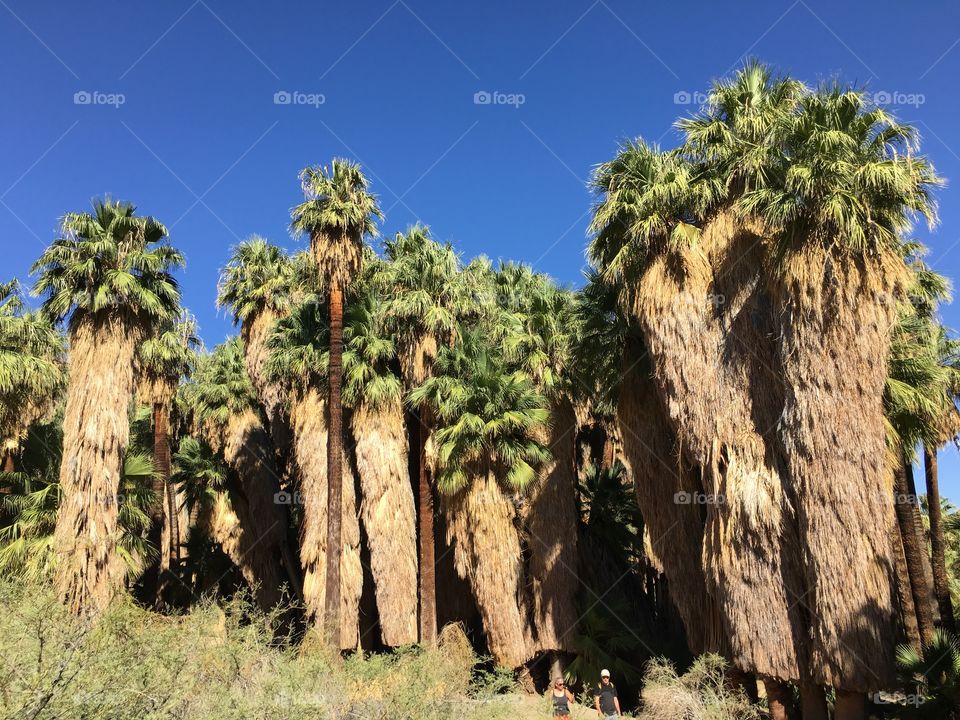 View of trees in forest