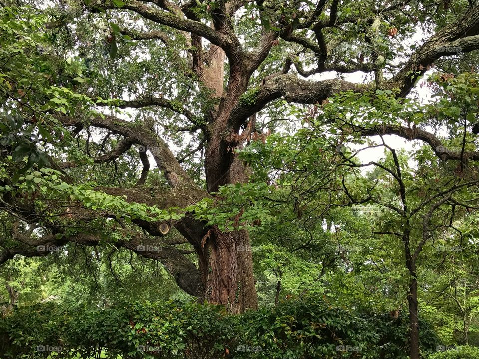 A Live Oak Tree