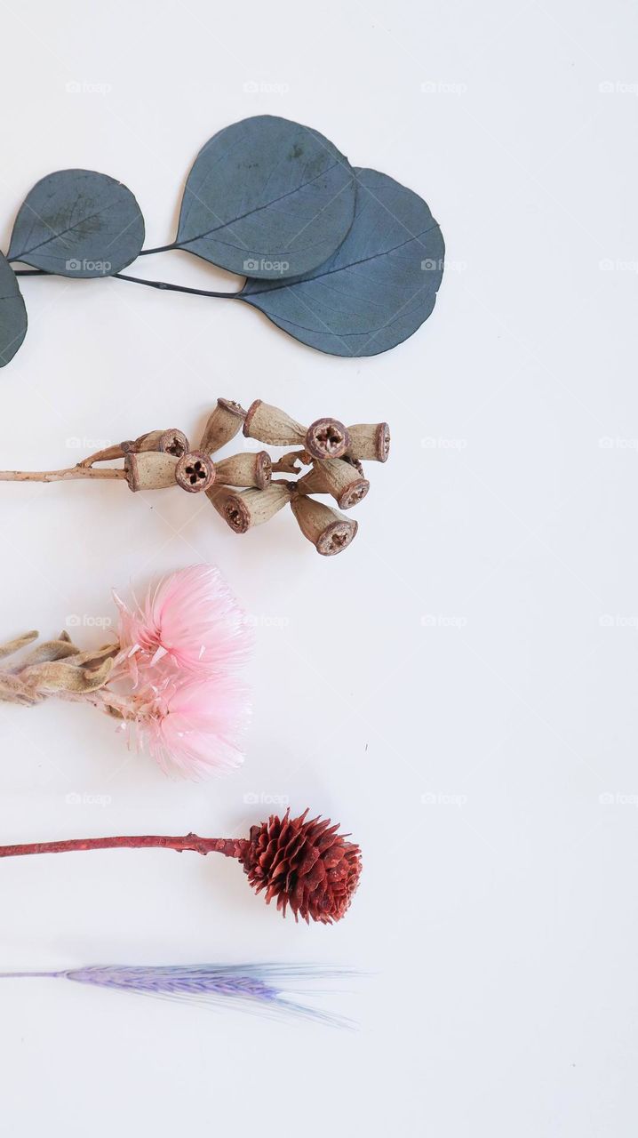 Flowers on the white background 