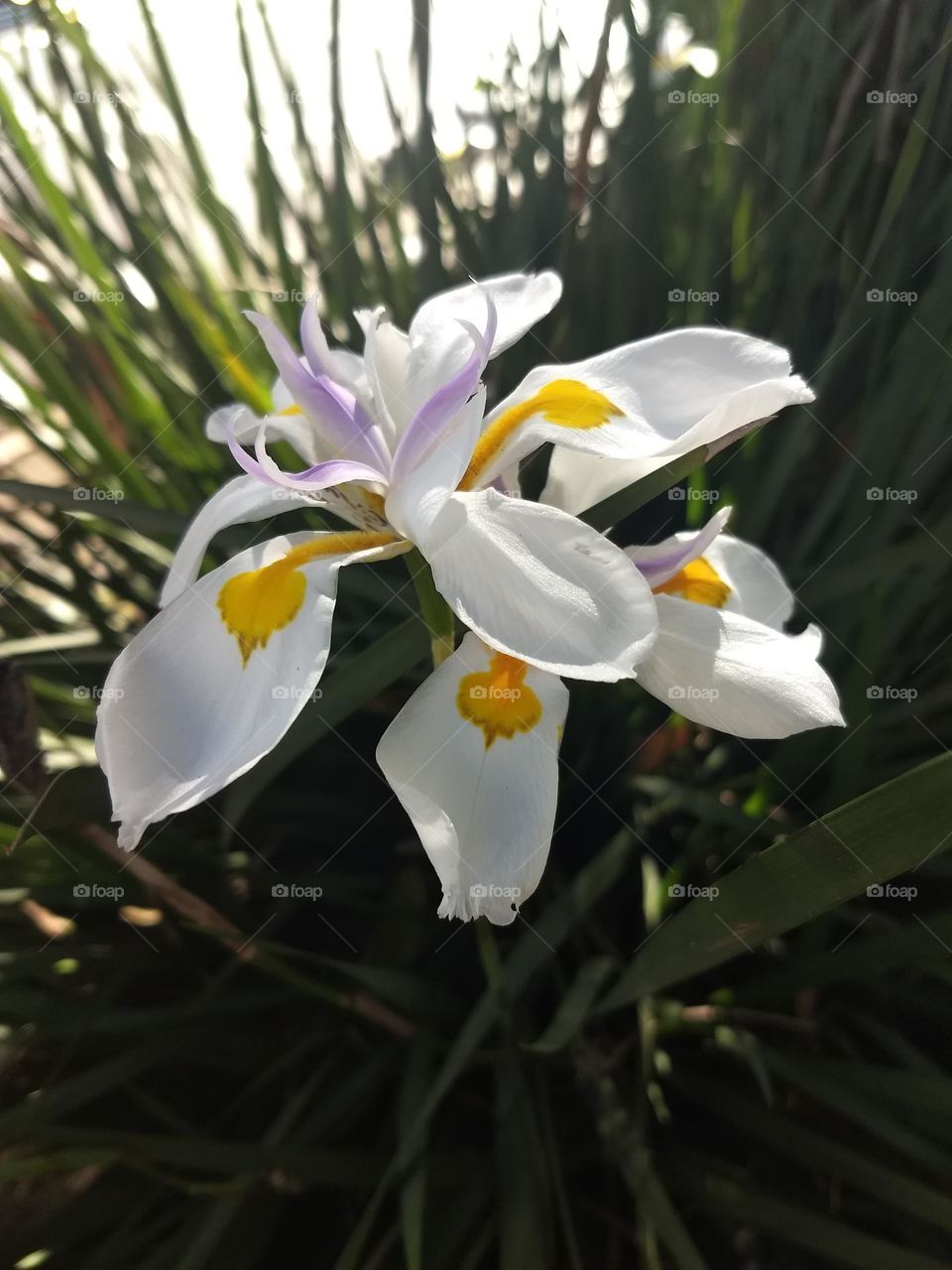 white flowers with yellow and violet details