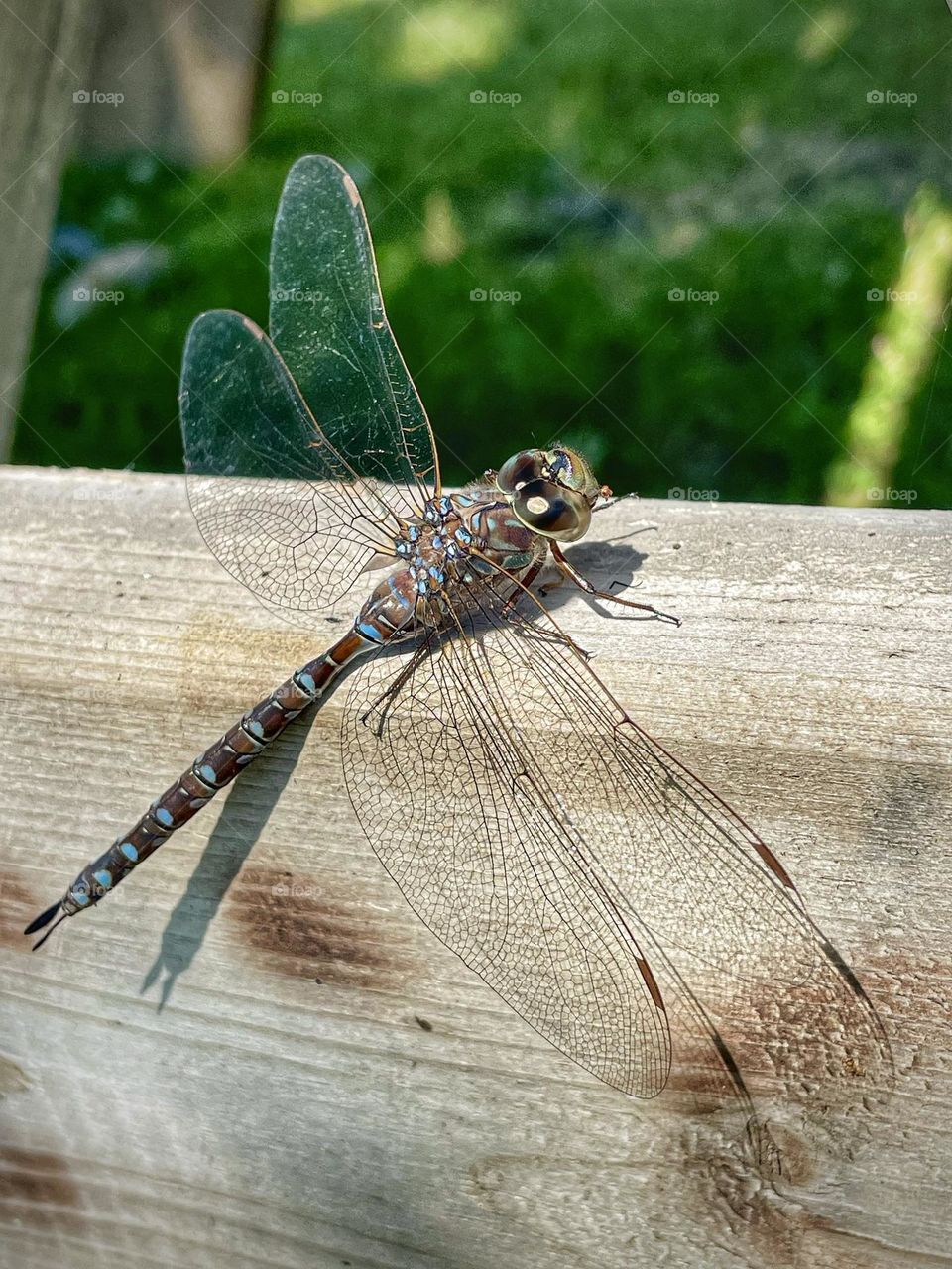 Visit from a dragonfly 