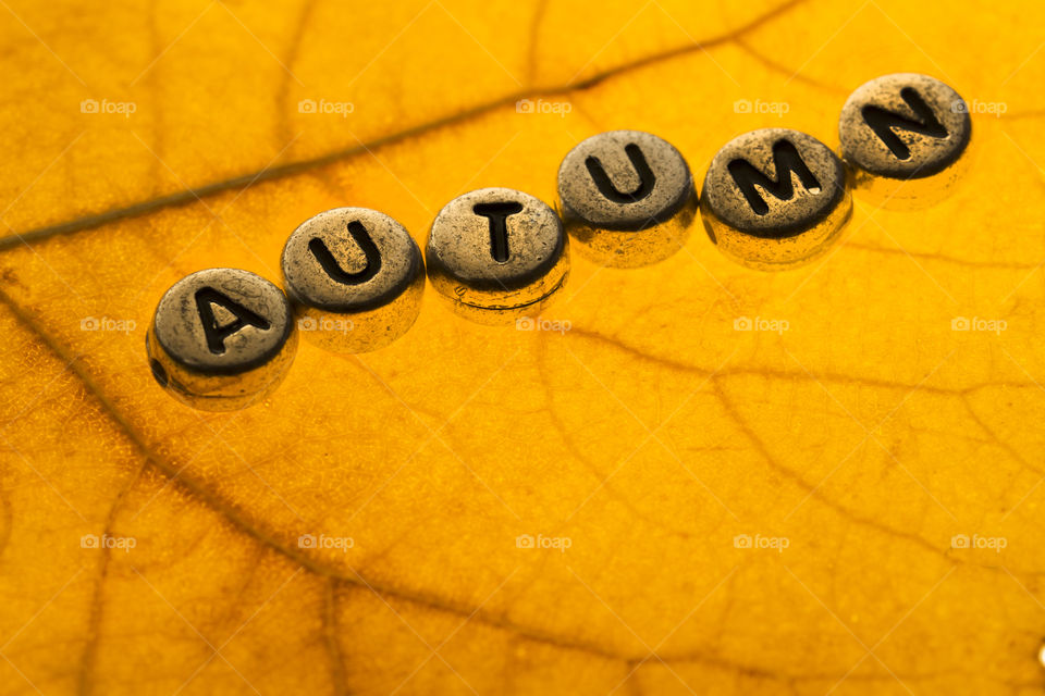 Texture of Gold Leaf to Background .Close up of colorful autumnal leaf with inscription Autumn made of silver beads